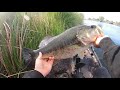 fishing a huddleston for bedding bass