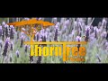 ThornTree Media Showreel (4K)