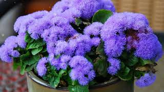 How to Grow Ageratum