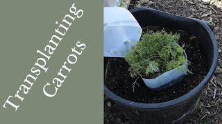 How to Transplant Carrots | You can transplant ANY root crop this way | Winter Sowing