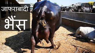 शानदार दूधारू जाफराबादी भैंस | Jafarabadi buffalo of Bhavnagar Gujarat