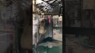 京都動物園 (テナガザル) Kyoto City Zoo シロマティ君かな？