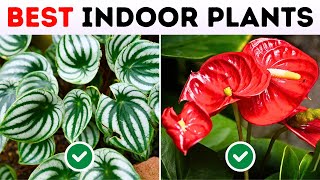 25 BEST Indoor Plants That Will Instantly BRIGHTEN Any Space