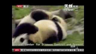 四川震灾：抢救熊猫 探索1 Panda's Earthquake Adventure（20090511）1