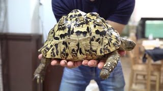 Measuring the weight of a tortoise raised for 3 years