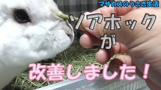 【うさぎの病気】丸吉くんのソアホック改善のためにやった事は？