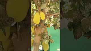 நம்ம ஊருல இனி பலாப்பழம் சீசன் தான் 😋😋 jackfruit / palapazham / ##