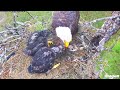 355🦅swfl eagle nest／f23💗m15／southwest florida eagle cam