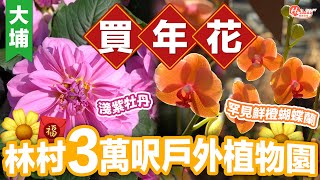 新年好去處2022｜大埔林村3萬呎戶外植物園 罕見鮮橙蝴蝶蘭＋淺紫牡丹