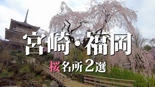 【宮崎・福岡】桜名所巡り Cherry blossoms in Miyazaki Hukuoka 浄専寺のしだれ桜 浅井の一本桜 真名井の滝