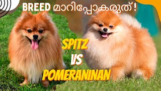 സ്‌പിറ്റ്‌‌‌‌‌സോ പൊമറേനിയനോ? |BREED മാറിപ്പോകരുത്|Pomeranian \u0026 Spitz: Are they Similar or Different?