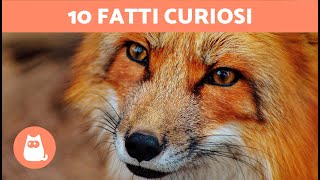 10 CURIOSITÀ sulle VOLPI che ti sorprenderanno 🦊 Scoprile!