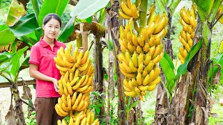 Harvesting Big Bananas Go To Market Sell | Gardening And Cooking | Tieu Tam Daily Life