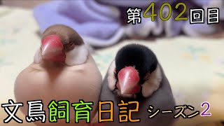 文鳥飼育日記シーズン2第402回目