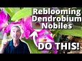 Reblooming Dendrobium Nobiles: JUST DO THIS! (Part 1/2)