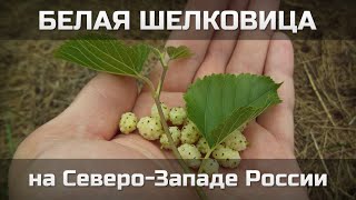 Белая шелковица на Северо-Западе России