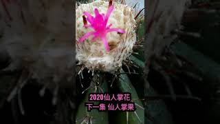 美麗多刺的仙人掌又開花啦！ #Shorts  #仙人掌花