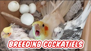 ［オカメインコ］厳しい真冬のでも子育てしてるけど　前途多難です