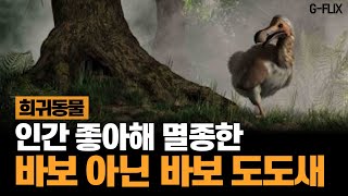 인간이 멸종시킨 바보새 '도도새'를 아시나요?