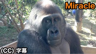 奇跡的にゲンタロウと二人っきりで会話ができたGL-ライアン｜ 京都市動物園  モモタロウ家族 ゴリラ   gorilla