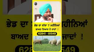 ਭੇਡ ਦਾ ਬੱਚਾ 7 ਮਹੀਨਿਆਂ ਬਾਅਦ ਤਿਆਰ ਹੋ ਜਾਦਾਂ ! #sheepfarming Kang Goat and Sheep Farming #shorts