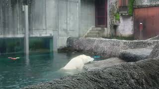 ポロロ（とくしま動物園）２２６６ お顔すりすり