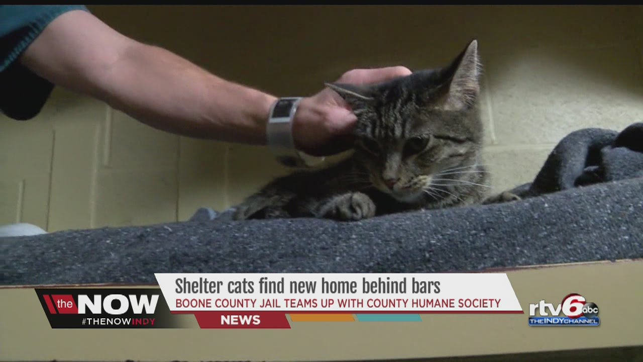 Boone County Jail Pairs 'Cuffs And Collars,' Using Cats To Help Inmates ...