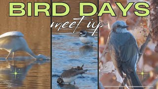 【BIRD DAYS】鳥たちの冬の食事