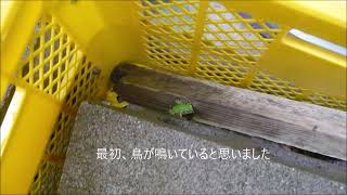 2022年9月鳥のようなアマガエルの鳴き声 　The croaking of a tree frog like bird (Sep. 2022)