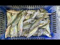 53 FISH IN 2 hours - Catch & Cook HORSE MACKEREL