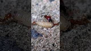 Red ants  vs  maggot