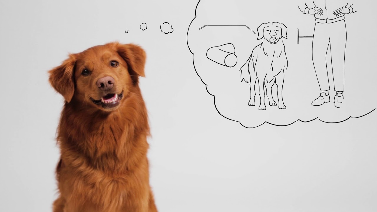 Learn To Speak Fluent Dog - YouTube