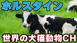 「ホルスタインってどんな牛？おいしい牛乳を生む黒白のアイドル」_#世界の犬猫動物CH