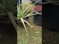 I Checked on the Plants I Gave to Friends for Their Gardens