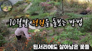 10월말 정원을 돌보는 방법 | 된서리에도 살아남은 꽃은? | 한해살이 화초와 이별 | 마지막 잡초 관리 | 가을 정원 가꾸기 | 강원도 산골 정원은 한해 마무리 중