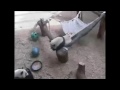 150308 mei lun and mei huan play and eat 大熊貓美轮和美奂