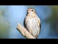 pine siskin song call sound singing chirp jilguero de los pinos canto spinus pinus