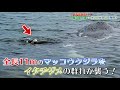 衝撃の食物連鎖！巨大マッコウクジラを捕食するイタチザメ！【屋久島生活 14】