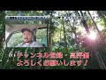 衝撃の食物連鎖！巨大マッコウクジラを捕食するイタチザメ！【屋久島生活 14】