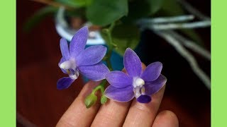 Orchid - Phal Purple Martin | Care Tips | Sequential Bloomer