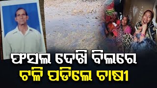 ଫସଲ ଦେଖି ବିଲରେ ଟଳି ପଡିଲେ ଚାଷୀ | Odisha Reporter