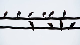 【ASMR/作業用】公園のカラス達の鳴き声【Crows in the park】