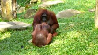 Bornean Orang Utan