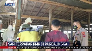 Puluhan Sapi di Purbalingga Terpapar PMK #SeputariNewsSiang 18/05