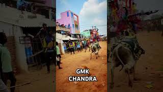 GMK CHANDRA 💪❤️‍🔥 #garuda #jallikattu #andhrapradesh #chittoorjallikattu#tirupati #tamil #beast