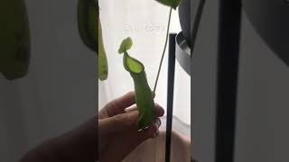 【植物屋の見習い】ガジュマル成長日記16日目…ってあれ？#shorts #ガジュマル #成長記録