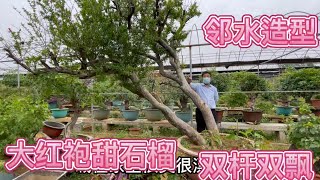 百年“双杆大石榴”，王哥花一万捡漏一棵石榴树，现在1万5很超值