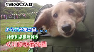 かのさんぽ　神奈川県横須賀市　くりはま花の国　【カニンヘンダックスフンド】