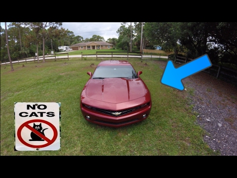 How to stop cats from getting on your car... REALLY WORKS!! How to stop cats from getting on your car... REALLY WORKS!!