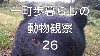 白昼堂々クマもひたすら栗を食べる【一町歩暮らしの動物観察26】